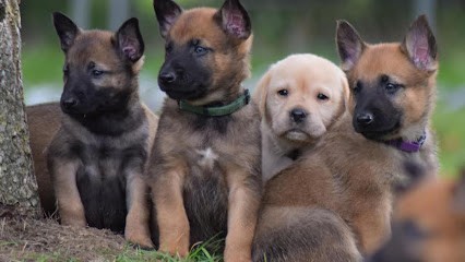 La légion D'athéna : Elevage /Pension/ Toilettage/ Education & Rééducation, Pension pour Chiens à Saint-Dolay