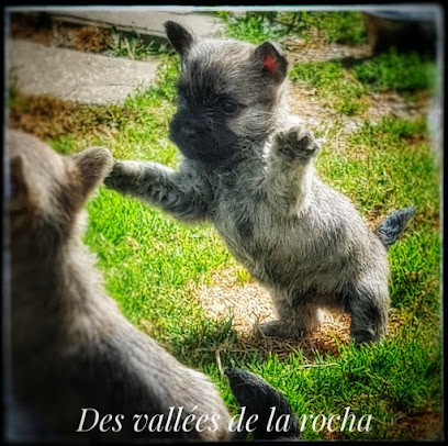 Elevage westie,cairn terrier&cané corso des vallées de la Rocha, Eleveur de Chiens à Saint-Georges-du-Vièvre