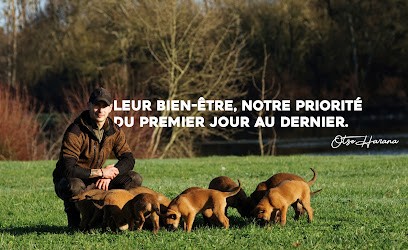 Pawsitive Dog & Otso Harana - Comportementaliste Canin & éleveur, Dresseur de Chiens à Roullet-Saint-Estèphe