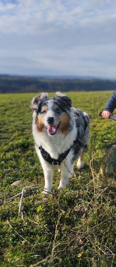 Domaine De Saïka - Élevage De Berger Australien, Éleveur De Chiens à Montcarra