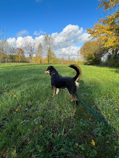 Animals' Cottage, Pension pour Chiens à Jauldes