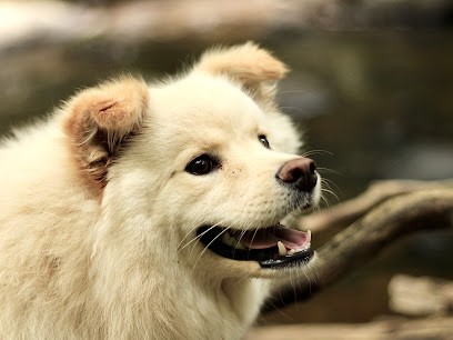 Elevage du Bonheur Arc-en-Ciel, Eleveur de Chiens à Strasbourg