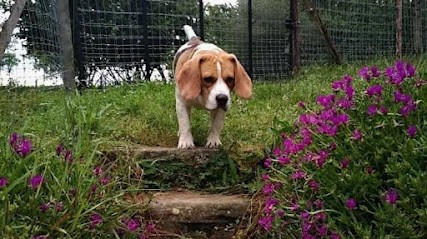 Pension canine Nature Animale, Pension pour Chiens à Taillecavat