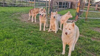 The Wolf Siberian, Eleveur de Chiens aux Essards-Taignevaux