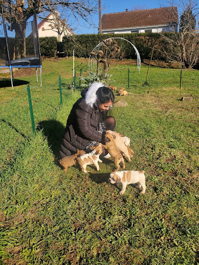 Élevage Canin Des Trésors Du Mas Éleveur De Chiens à Saint-Yrieix-la-Perche