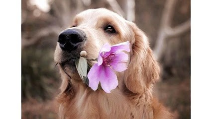 Ethosophie - Sophie TRIHAN | éducateur canin | comportementaliste chien ou chat | sophrologue | Gestion des émotions, Dresseur de Chiens à Saint-Brieuc