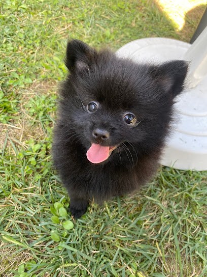 Elevage canin de La Marquetterie, Eleveur de Chiens à Saint-Julien-de-l'Escap