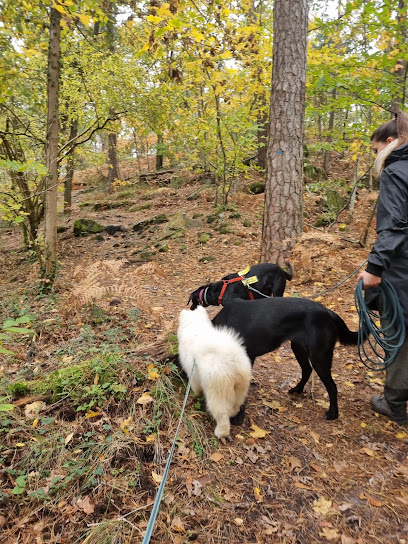 Le Secret Du Chien - Éducation Canine, Dresseur De Chiens à Bourron-Marlotte