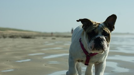 Elevage THEBILLY GOAT Bulldogs Anglais - Staffordshire bull terrier, Eleveur de Chiens à Auray