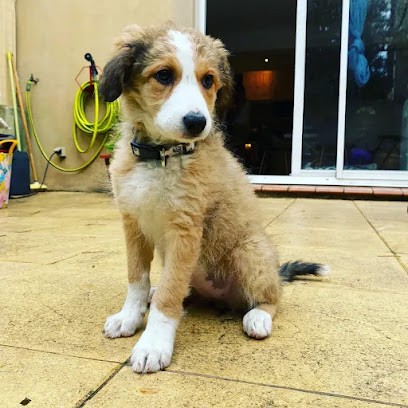 Dog Plénitude, Dresseur de Chiens à Néoules