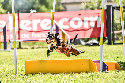 Doggy'n The City - Agility & Education Canine Dresseur De Chiens à Craintilleux