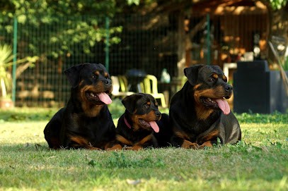 SHEITAN IMPERIUM ÉLEVAGE DE ROTTWEILER, Eleveur de Chiens à Nîmes