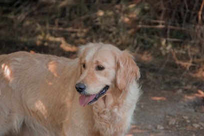 Le Bosquet De Betty, Éleveur De Chiens à Fontaine-Chalendray