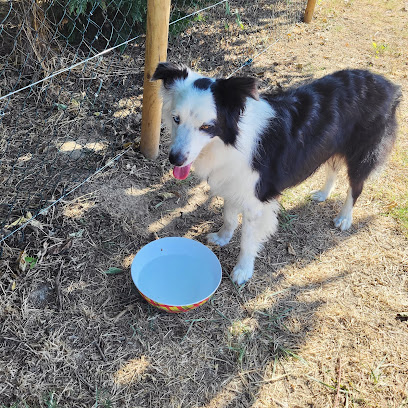 Natureopattes By Syl, Médiation Par L'animal - Professeure De Doga - Education Canine & Loisirs, Pension Pour Chien à Mallemort