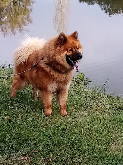 Des Loups du Midour - Élevage Eurasier, Eleveur de Chiens au Houga