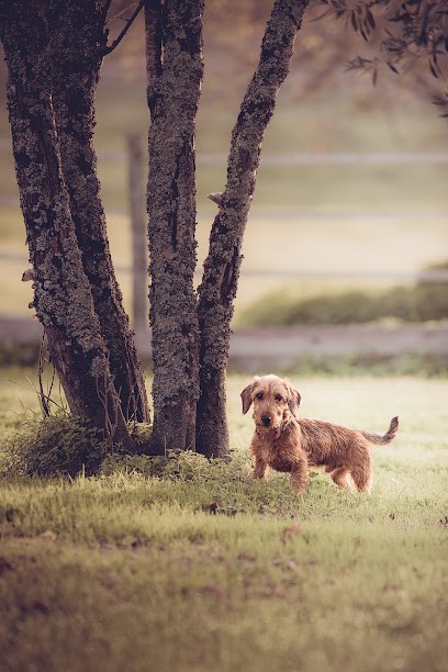 LA PENSION CANINE DE JULIE, Pension pour Chiens à Chillac