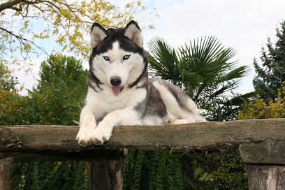 Élevage des reves de neige : Éleveur de Sibérians Husky (Husky de Sibérie) en Haute-Garonne, Eleveur de Chiens à Bellegarde-Sainte-Marie
