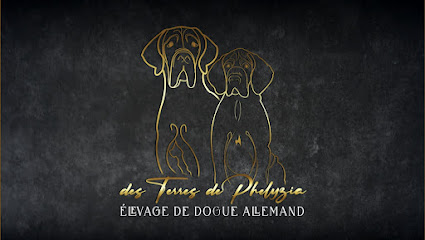 Élevage De Dogues Allemand Des Terres De Phelyzia, Éleveur De Chiens à Villeneuve-en-Perseigne