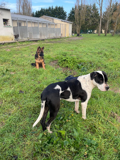 Centre Canin Nicolas Bourgeais, Dresseur De Chiens à Sallertaine