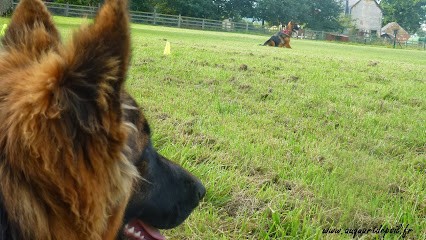Au quart de poil, Dresseur de Chiens à Rennes