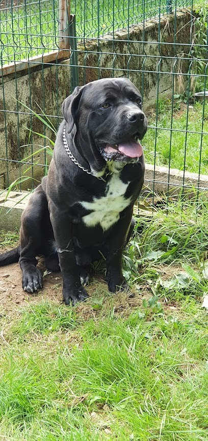 Aux 4 Pattes 38, Pension pour Chiens à Saint-Jean-de-Soudain