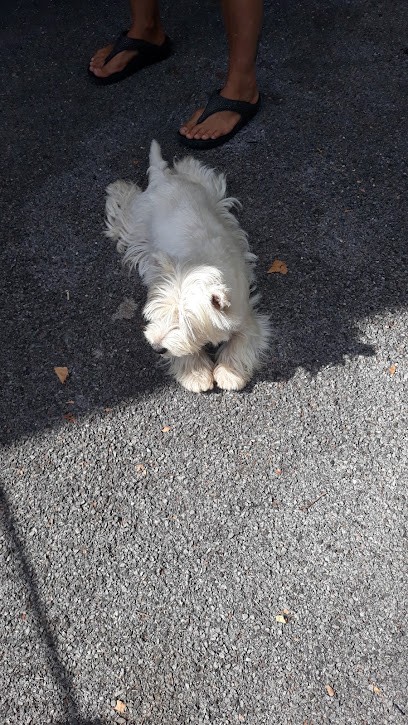 Elevage Des Olipins, Eleveur de Chiens à Saubrigues