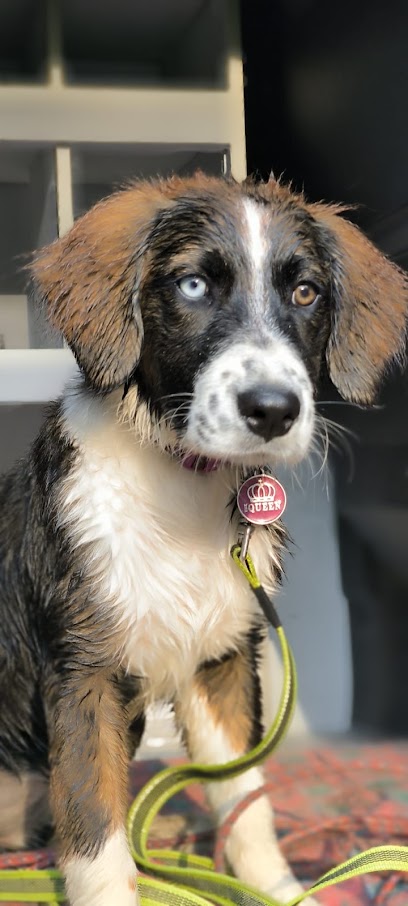 Canishumanis.fr Dresseur De Chiens à Aix-les-Bains