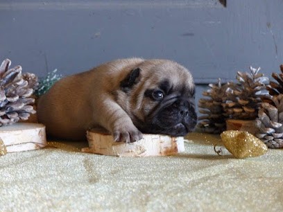 Élevage Du Chevalier Gascon : Vente chiots LOF Bouledogues Français et Teckels (Aquitaine), Eleveur de Chiens à Duhort-Bachen