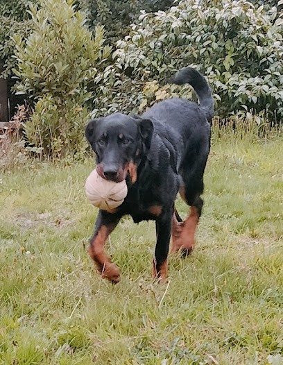 Dog-odyssee, Dresseur de Chiens à Ploudalmézeau