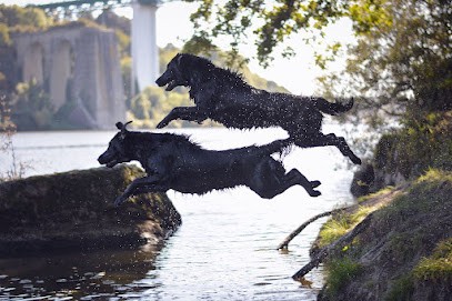 Des Anges de Brière : Élevage de Flat Coated Retriever ou Retriever à poil plat, dans le Morbihan en Bretagne, Eleveur de Chiens à Marzan