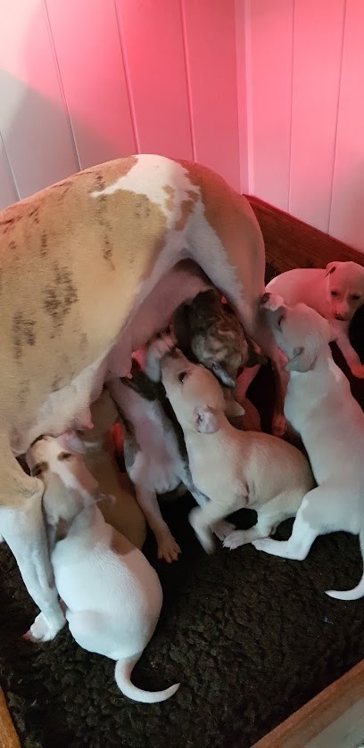 Horsewip Gold: Elevage de Levriers Whippets, Eleveur de Chiens à Saint-Solve