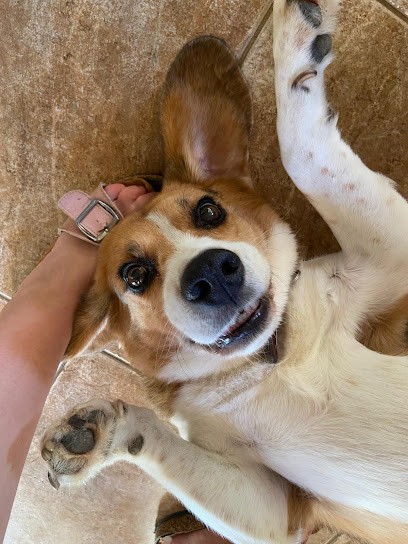 Les Poilus en Bouriane / Pension canine (accueil sur RDV), Pension pour Chiens au Vigan