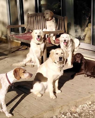 Dressage Tendresse, Dresseur de Chiens à Saint-Vincent-de-Barbeyrargues