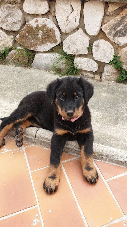 Élevage Sainte Pétronille, Eleveur de Chiens à Aiguillon