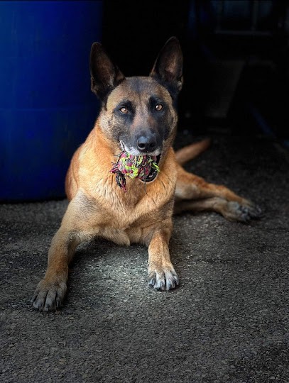 Élevage Von Husla Hof, Élevage de berger belge malinois LOF, Eleveur de Chiens à Forbach