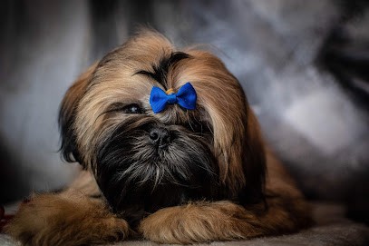 Made In Albizzia, Eleveur de Chiens à Beaupréau-en-Mauges