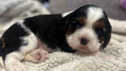 Le Royaume Du Bonheur, Pension pour Chiens à Bruc-sur-Aff