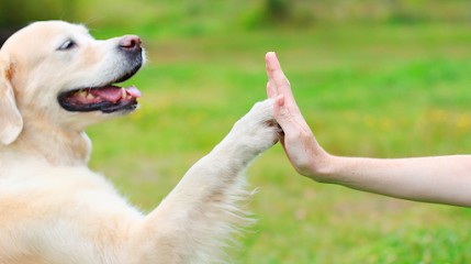 PIERRE KOLB, Eleveur de Chiens à Vieux-Moulin