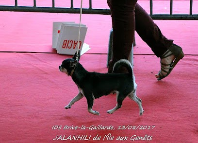 Chihuahuas De L'Île Aux Genêts, Eleveur de Chiens à Morthomiers