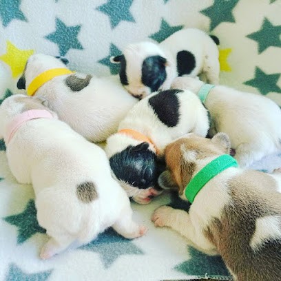 Elevage Les chiens de la Vallée de L'Yeres, Eleveur de Chiens à Grandcourt