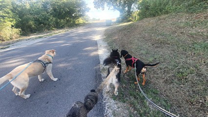 DOG PROVENCE, Pension pour Chiens à Valensole