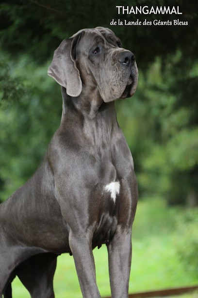 Elevage De La Lande Des Géants Bleus, Eleveur de Chiens à Landebaëron