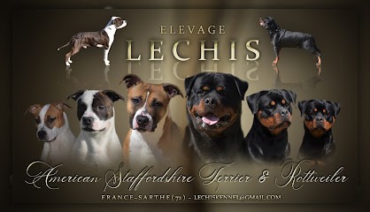 Elevage Lechis (American Staffordshire Terrier Et Rottweiler) - Formation Chien Catégorisé (Attestation D'Aptitude), Eleveur de Chiens à La Milesse
