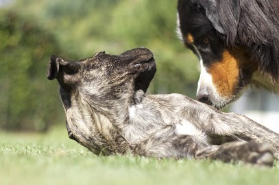 DOG CENTER les Millieres, Pension pour Chiens à Ayse