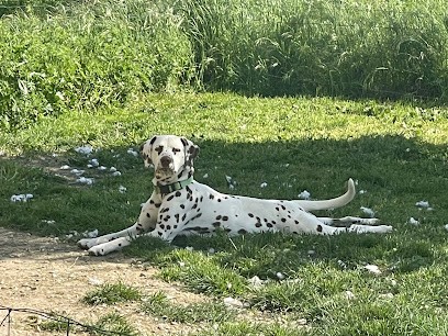 Centre canin dogcitania, Dresseur de Chiens à Revel
