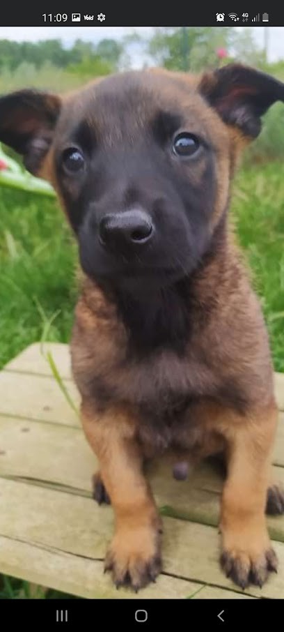 LES QUATRE PATTES DE LA GALAURE, Eleveur de Chiens à Châteauneuf-de-Galaure