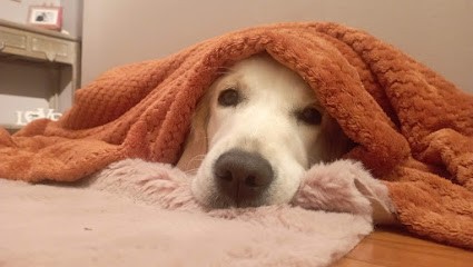 The gardens Vesco, Eleveur de Chiens à Beaufort