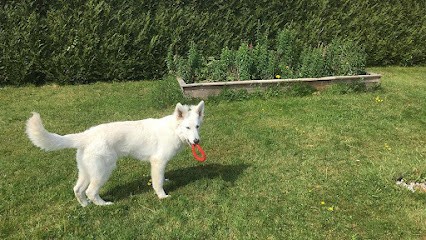 PATTEBLANCHE - EDUCATEUR CANIN, Dresseur de Chiens à Rosnoën