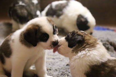 Elevage du Val du Morakopf, Eleveur de Chiens à Eschbach-au-Val
