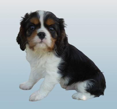 Elevage Des Cavaliers De Saint Clou, Éleveur De Chiens à Caromb